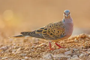 Dehesa: EUROPEAN TURTLE DOVE