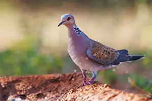 Dehesa: EUROPEAN TURTLE DOVE