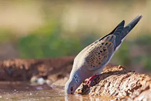 Dehesa: EUROPEAN TURTLE DOVE