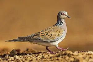 Dehesa: EUROPEAN TURTLE DOVE