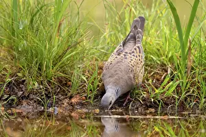 Statut Uicn: EUROPEAN TURTLE DOVE