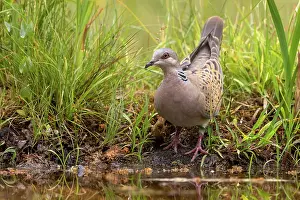 Statut Uicn: EUROPEAN TURTLE DOVE