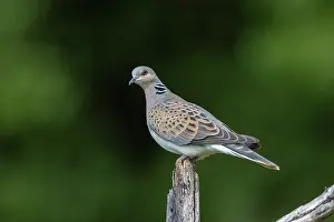 Un Animal: EUROPEAN TURTLE DOVE