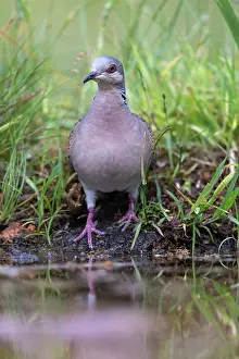 Un Animal: EUROPEAN TURTLE DOVE