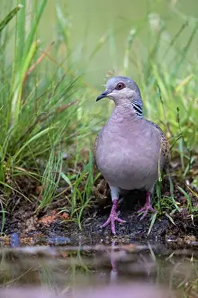 Un Animal: EUROPEAN TURTLE DOVE