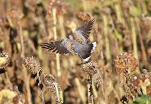 Streptopelia: European Turtle Dove - in flight over Sunflowers