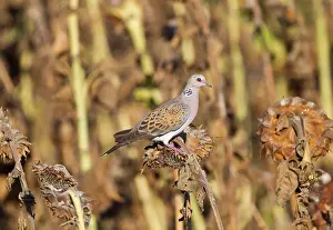 Streptopelia: European Turtle Dove - perched on dried Sunflowers