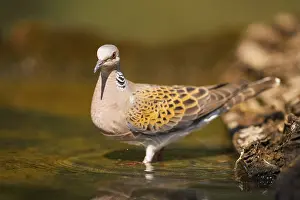 Pool: European turtle dove (Streptopelia turtur) at a water pool