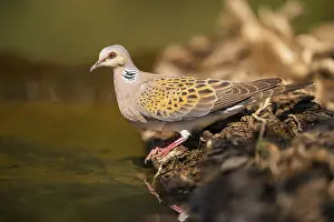 Quiet: European turtle dove (Streptopelia turtur) at a water pool
