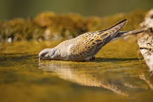 Pool: European turtle dove (Streptopelia turtur) at a water pool