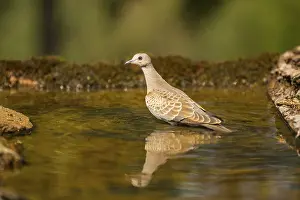 Pool: European turtle dove (Streptopelia turtur) at a water pool