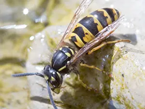 140918: European wasp - collecting water from bird bath