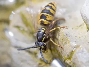 140918: European wasp - collecting water from bird bath