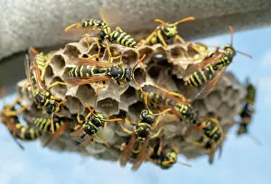 Sting: European wasp (Vespula germanica) building a nest