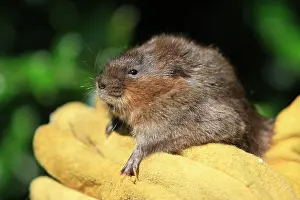 Arvicola: European Water vole - being held