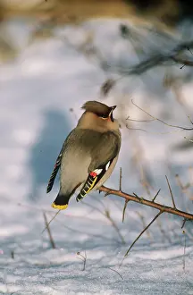 Waxwings: EUROPEAN WAXWING ON TWIG/SNOW