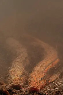 Misgurnus: European Weather Loach