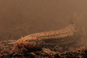 Misgurnus: European Weather Loach