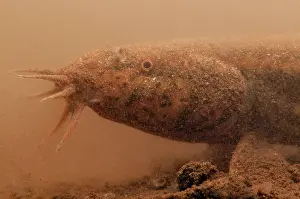 Misgurnus: European Weather Loach