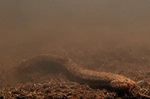 Misgurnus: European Weather Loach