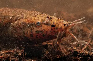 Misgurnus: European Weather Loach