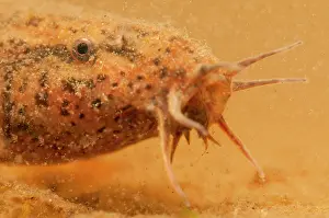 Barbels: European Weather Loach