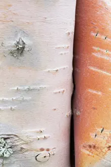 Bark: European White Birch, Silver Birch - close up of