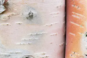 Bark: European White Birch, Silver Birch - close up of