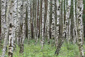 Silver: European White Birch, Silver Birch - forest - Germany