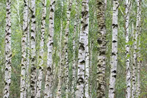 Silver: European White Birch, Silver Birch - forest - Germany