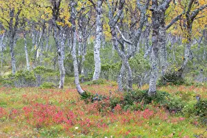 Silver: European White Birch, Silver Birch - forest - Sweden