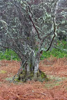 Cairngorms: European White Birch, Silver Birch - gnarled tree