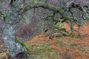 Cairngorms: European White Birch, Silver Birch - gnarled tree