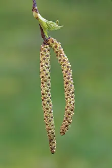 Silver: European White Birch, Silver Birch - twig with catkins
