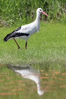 Ciconia: European White Stork - adult stork foraging - Germany