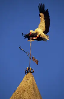 Vane: European White Stork - Landing on weather vane