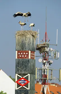 Metro: European White Stork - nest on Metro sign