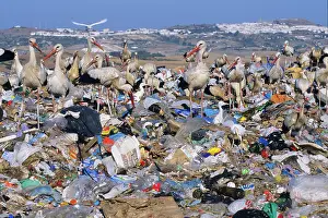 European White Stork - at rubbish tip