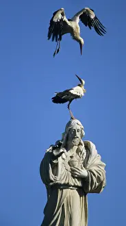Jesus: European White Stork - on statue of Jesus