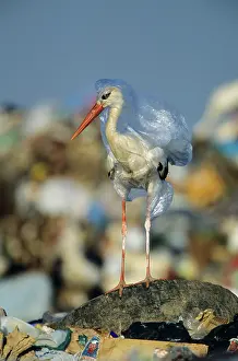 European White Stork - trapped in plastic bag in