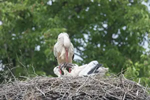 Father: European White Stork - young storks beg for more