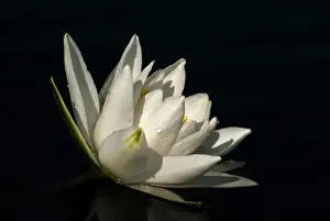 Special: European White Waterlily (Nymphaea alba)