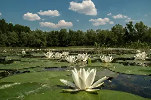 Special: European White Waterlily (Nymphaea alba)