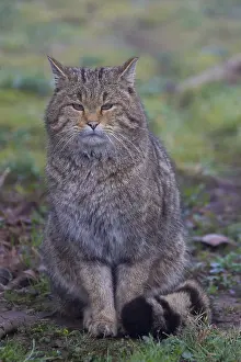 051217: European Wild Cat - adult cat - Germany