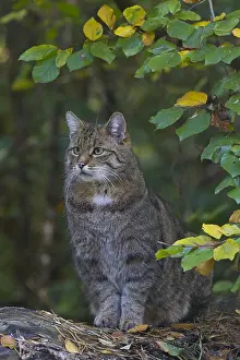Silvestris: European Wild Cat - adult cat - Germany