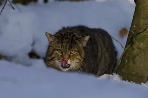 051217: European Wild Cat - adult cat in winter - Germany