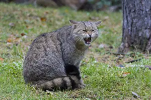 Growling: European Wild Cat - adult cat yawning - Germany