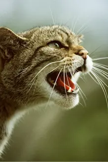 Hissing: European Wild Cat - close-up of head with open mouth