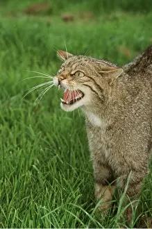 Hissing: European Wild Cat - close-up, standing in grass