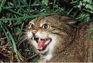 Hissing: European Wild Cat Hissing
